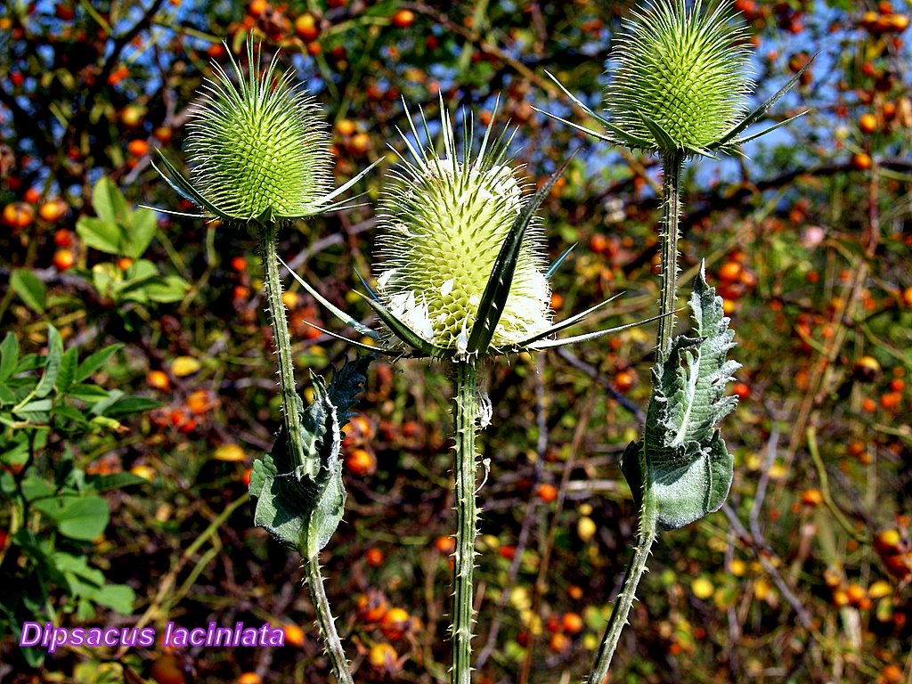 Cut-Leaved Teasel